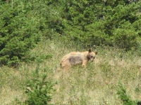 Blondish bear